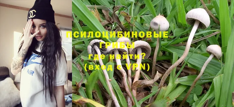 Галлюциногенные грибы Psilocybine cubensis  MEGA ТОР  Петровск 